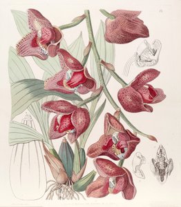 Acineta superba